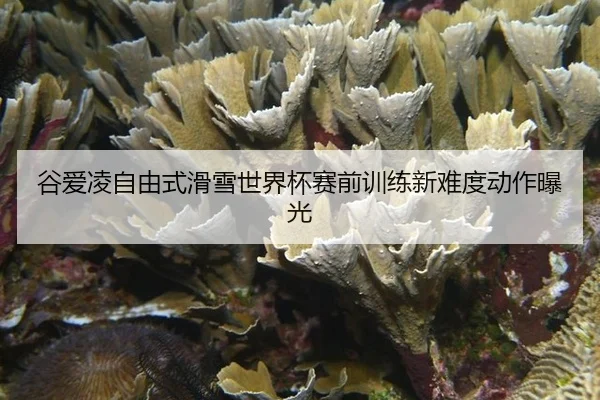 谷爱凌自由式滑雪世界杯赛前训练新难度动作曝光